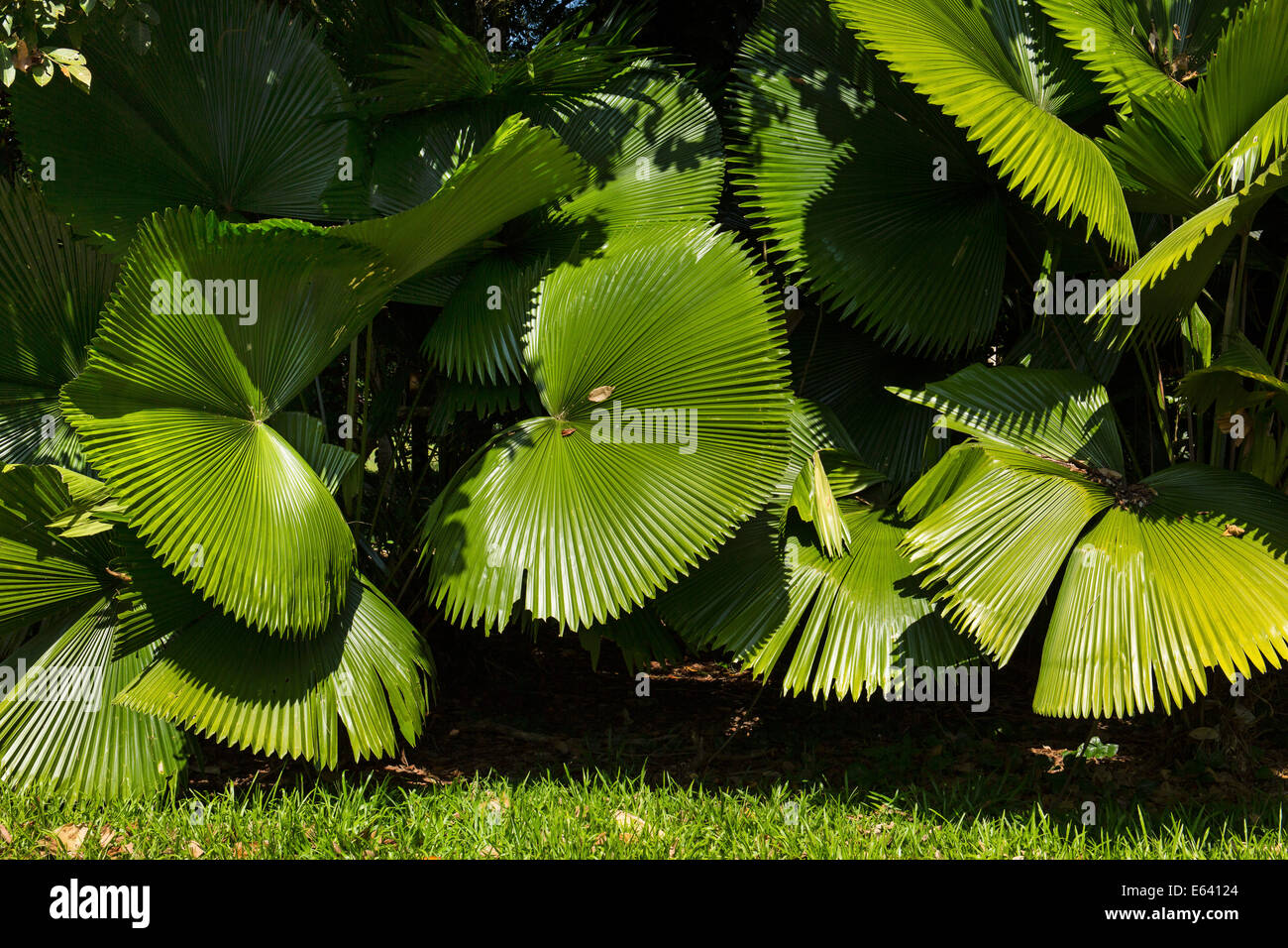 Riesige Palmen im Botanischen Garten der Kulturpark, Provinz Chiang Rai, Provinz Chiang Rai und Mae Fah Luang Art Stockfoto
