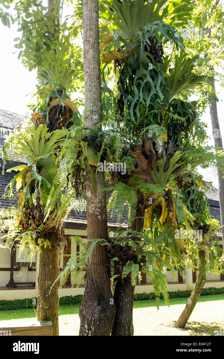 Veredelte Bäume, Mae Fah Luang Art und Kulturpark, Provinz Chiang Rai, Chiang Rai Provinz, Nord-Thailand, Thailand Stockfoto