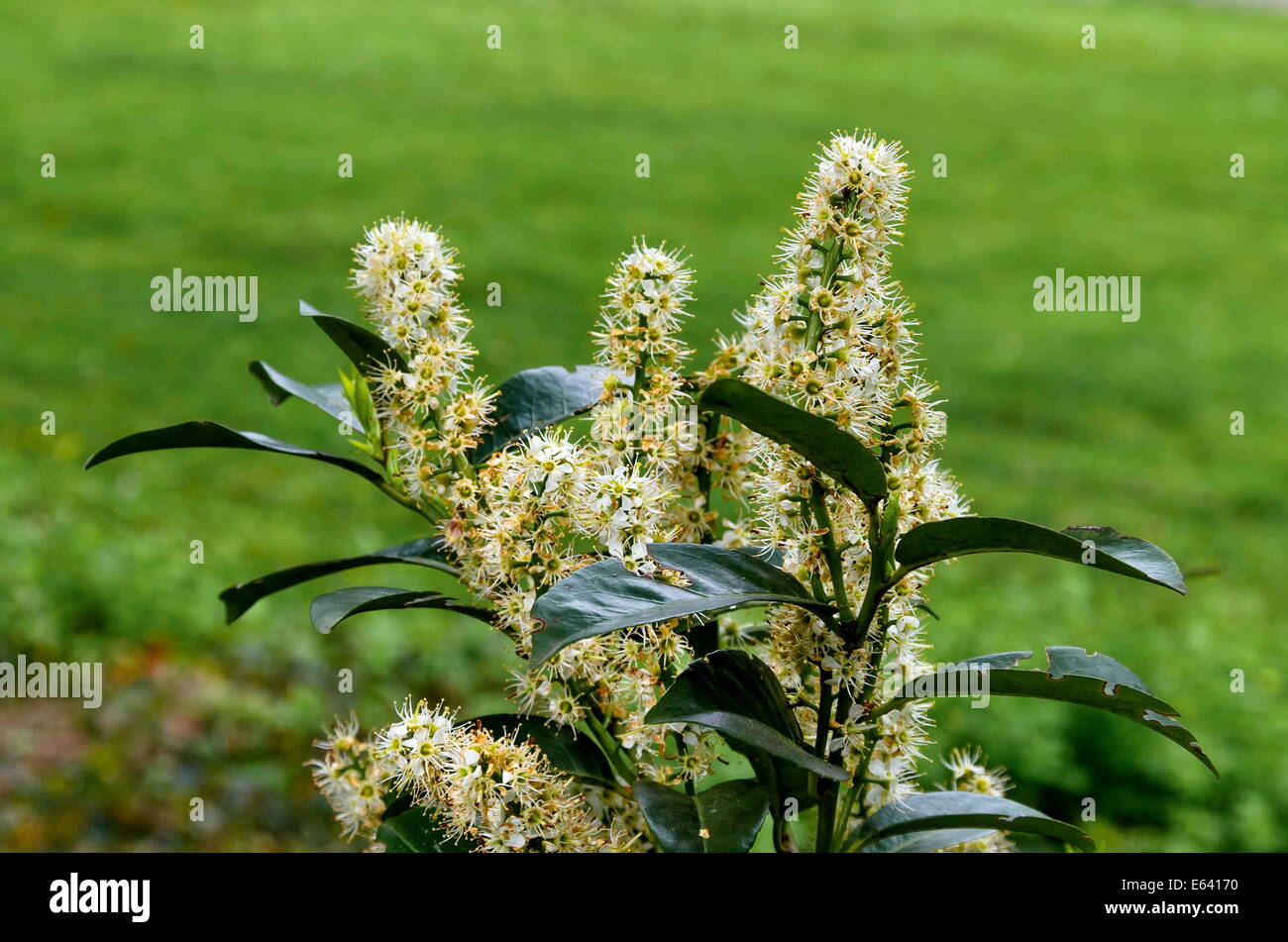 Interessante Blüte Blume Zierstrauch Stockfoto