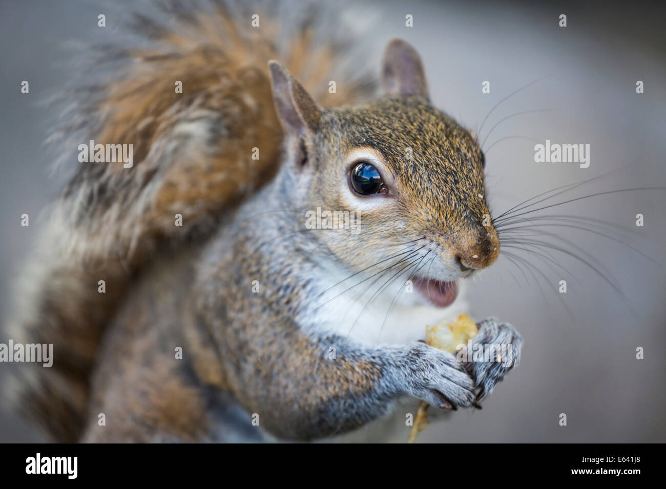 Östliche graue Eichhörnchen oder graue Eichhörnchen (Sciurus Carolinensis) Fütterung, Louisiana, USA Stockfoto