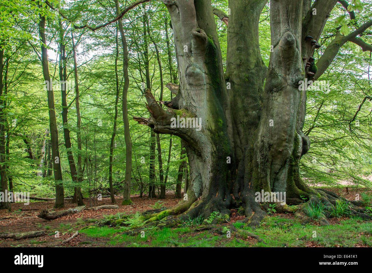 Alte europäische Buche oder Rotbuche (Fagus Sylvatica), Urwaldrelikt Sababurg, Urwald, Nordhessen, Hessen, Deutschland Stockfoto