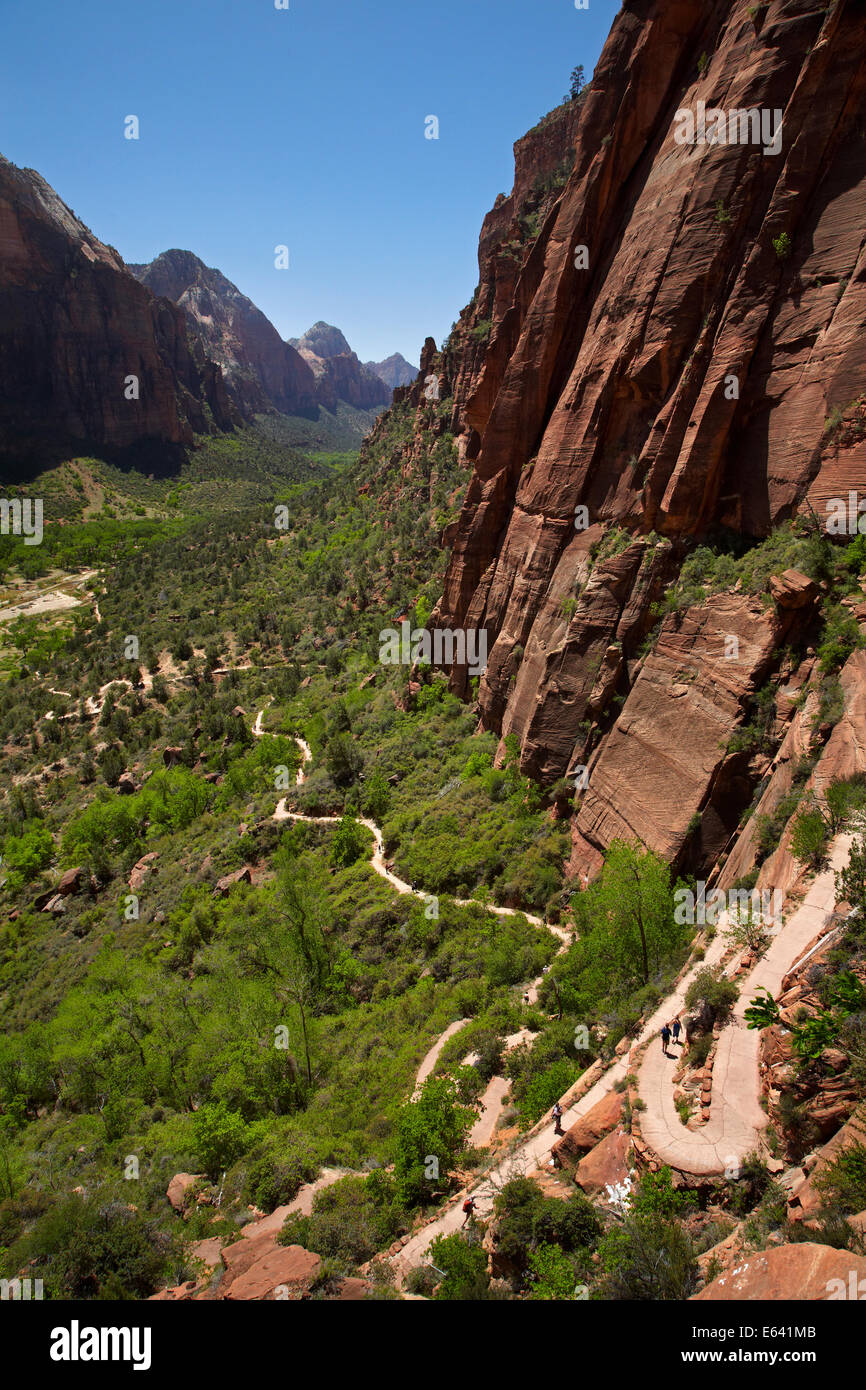 Wanderer im Zickzack hinauf verfolgen aus Zion Canyon West Rim Trail und Angels Landing Track, Zion Nationalpark, Utah, USA Stockfoto