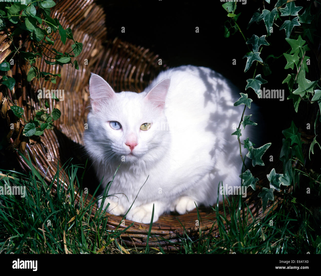 Türkisch Van. Weiße Katze mit Augen verschiedener Farbe in einem Weidenkorb in einem Garten. Deutschland Stockfoto