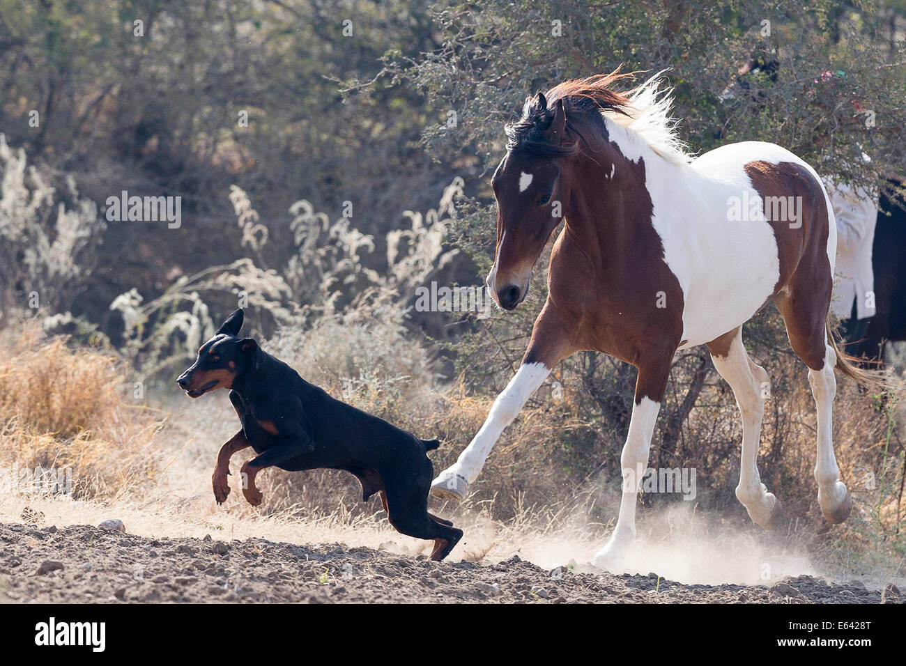 Marwari Pferde. Skewbal Stute, einen Hund zu jagen. Indien Stockfoto