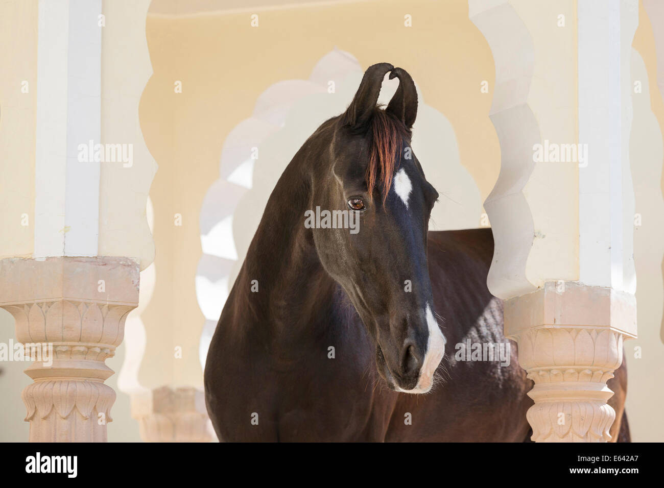 Marwari Pferde. Porträt der schwarzen Stute stehen zwischen den Spalten. Indien Stockfoto