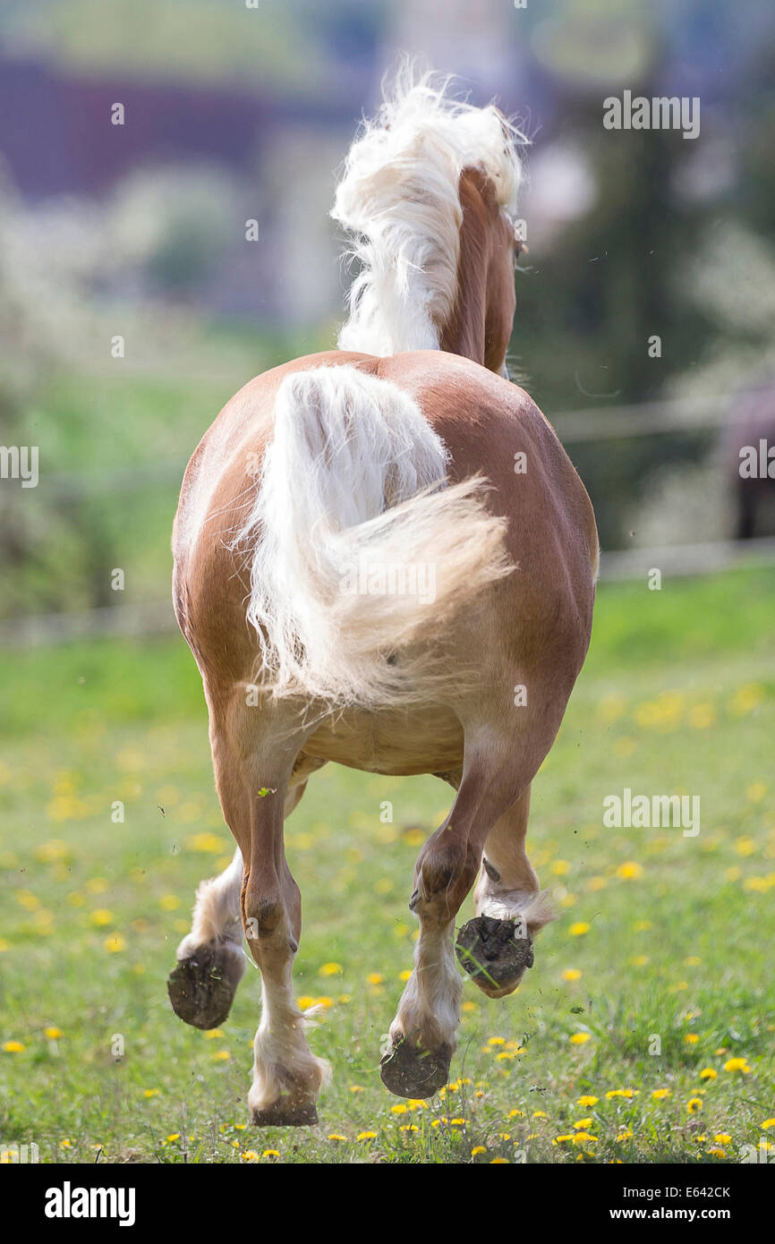 Das Pferd Von Hinten Aufzäumen Haflinger funny -Fotos und -Bildmaterial in hoher Auflösung – Alamy