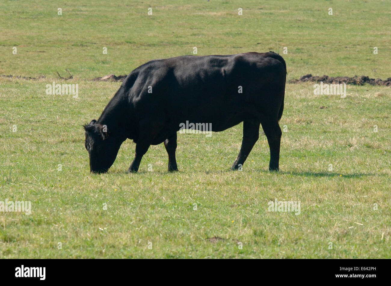 Eine Kuh Weiden In einem Feld. Stockfoto