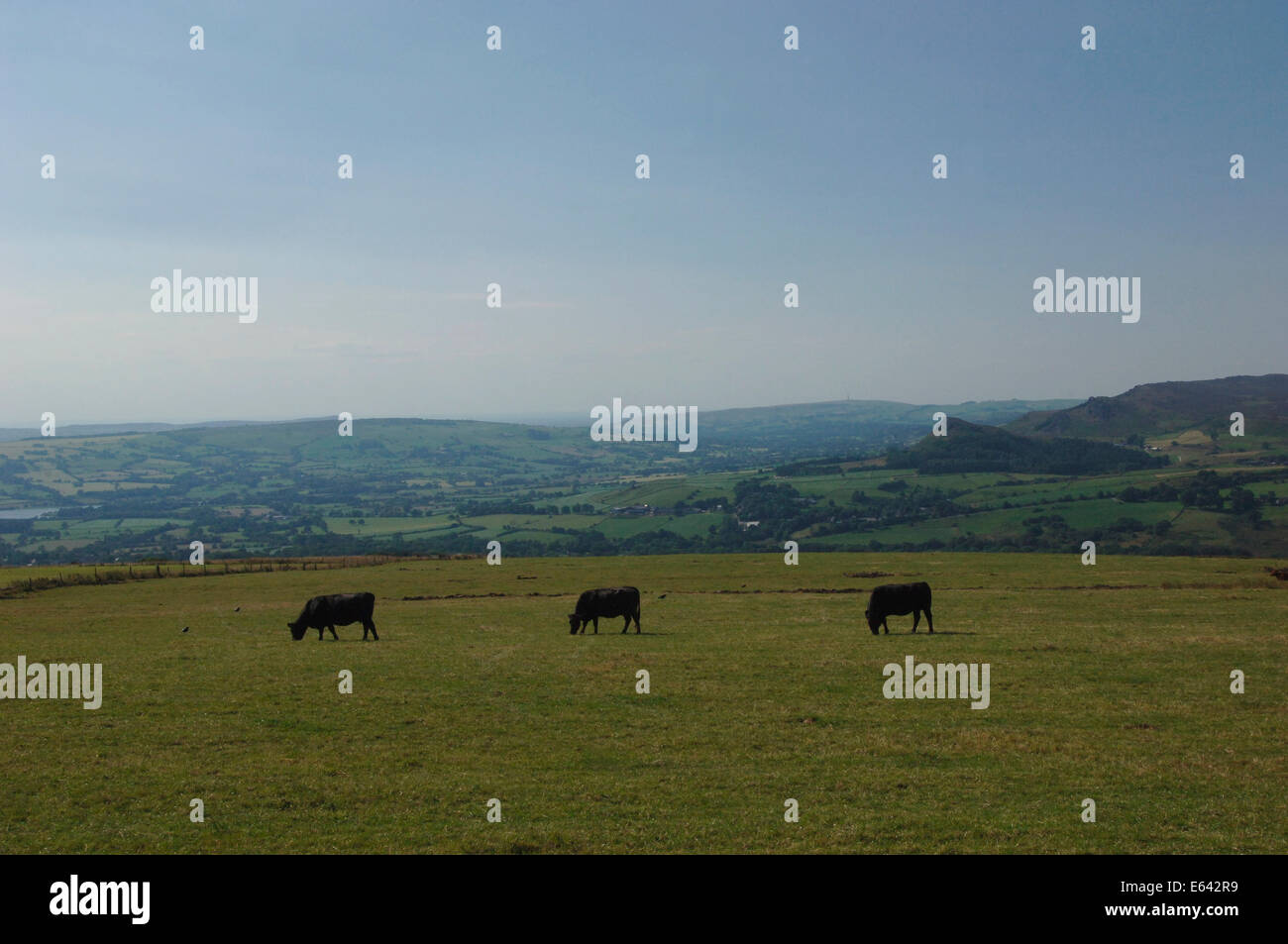 Kühe auf der Wiese, auf der Staffordshire Moorlandschaften. Stockfoto