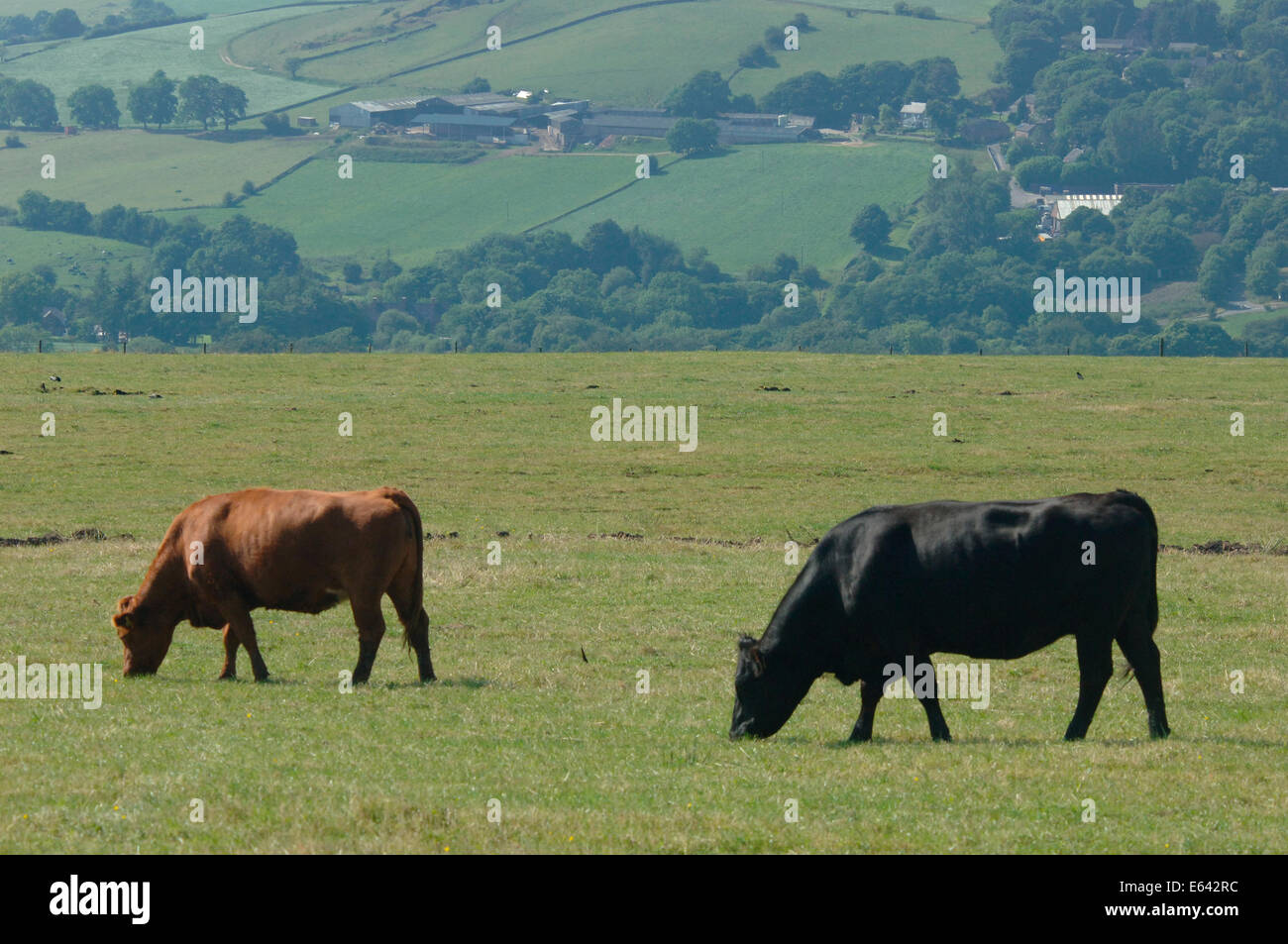 Ein paar grasende Kühe auf einem Feld. Stockfoto