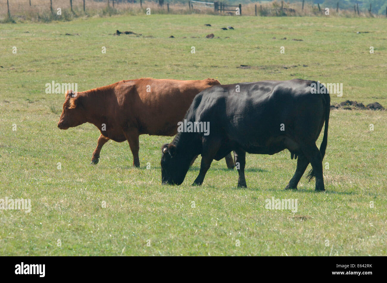 Ein paar grasende Kühe auf einem Feld. Stockfoto