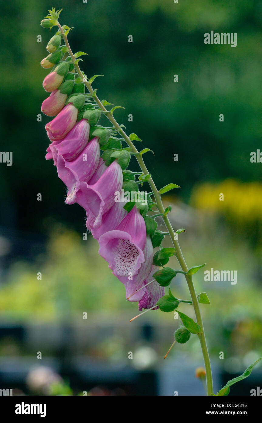 Digitalis purpurea. Stockfoto