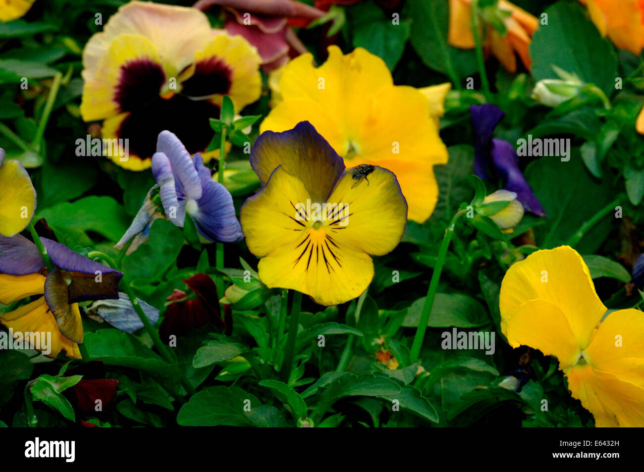 Stiefmütterchen Blumen. Stockfoto