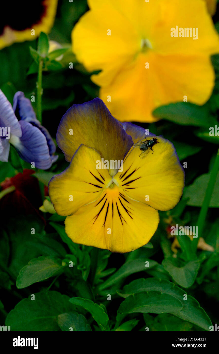 Stiefmütterchen Blumen. Stockfoto