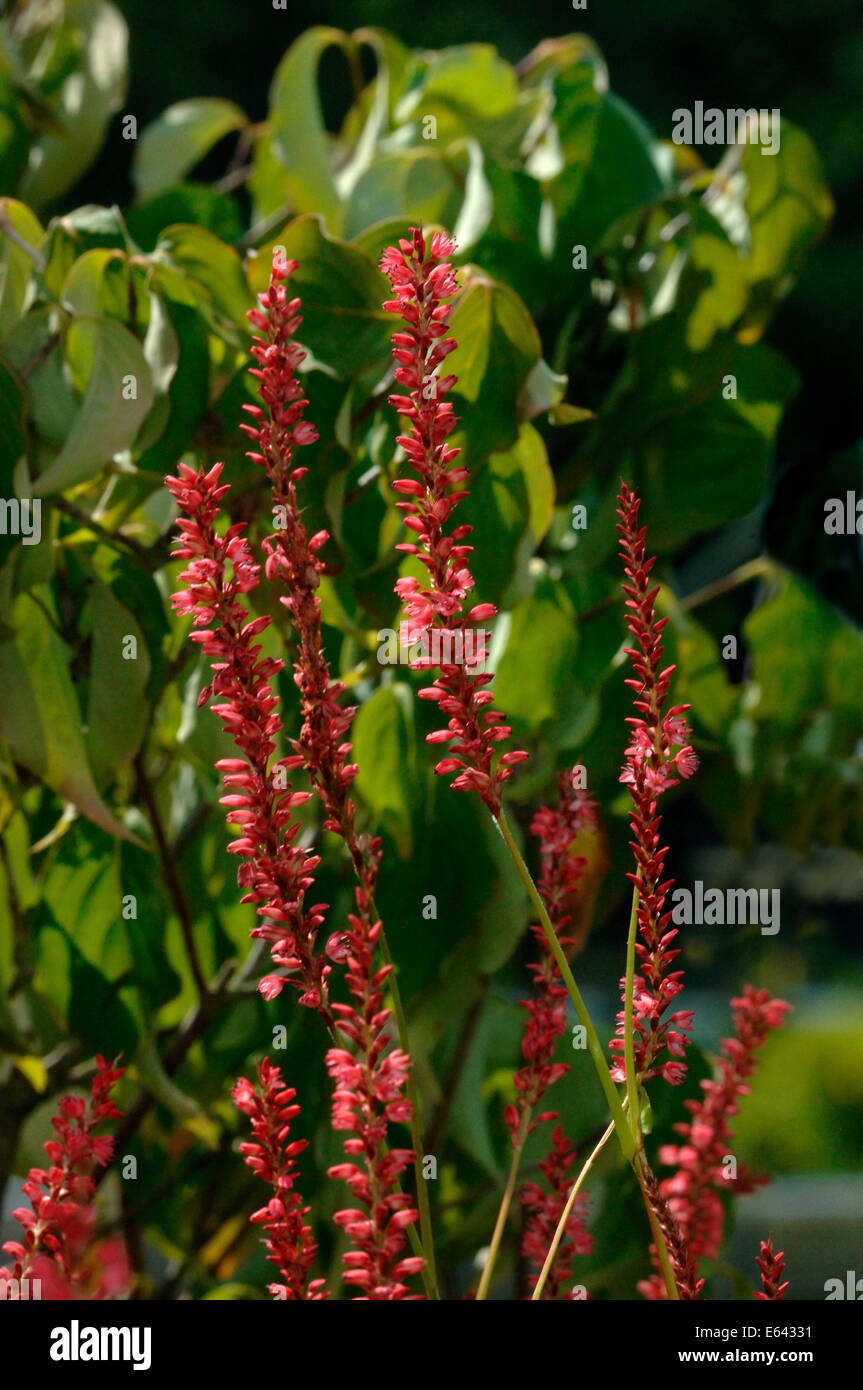 Persicaria Blumen Stockfoto