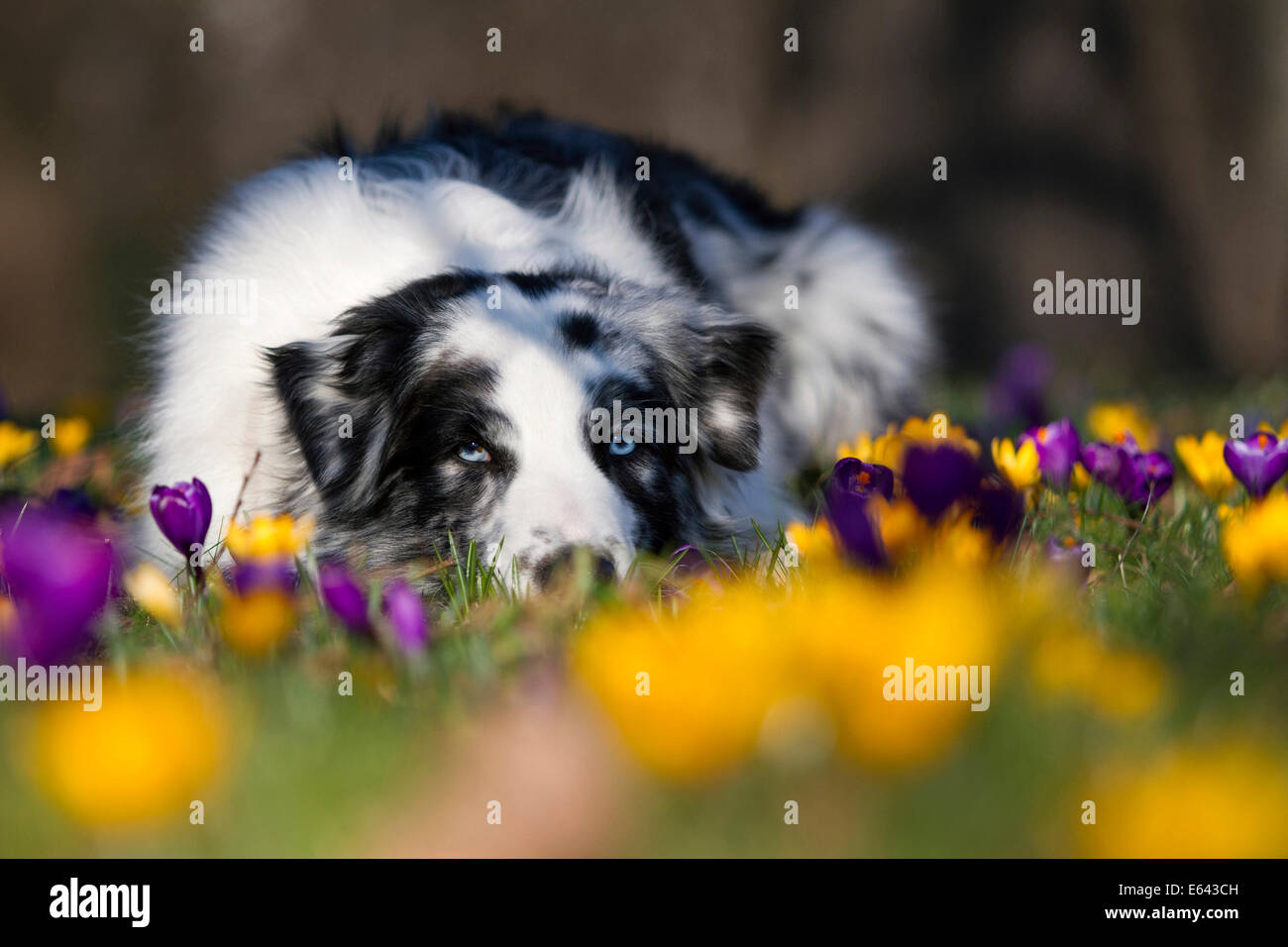 Australian Shepherd. Erwachsener Hund (blue Merle) im Krokusblüten liegen. Deutschland Stockfoto