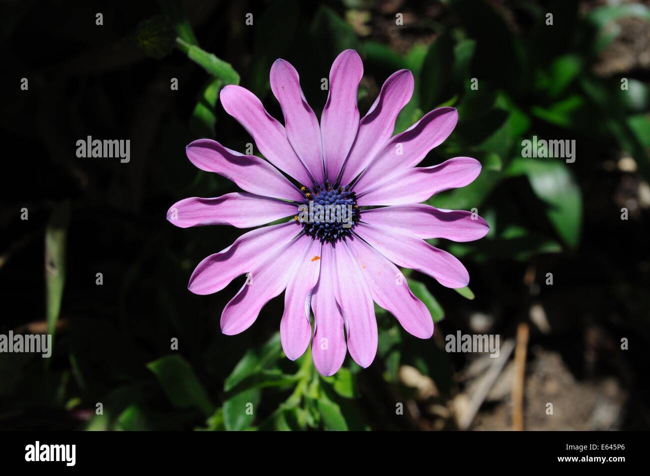 Lila Osteospermum Blume, Costa Del Sol, Provinz Malaga, Andalusien, Südspanien, Westeuropa. Stockfoto