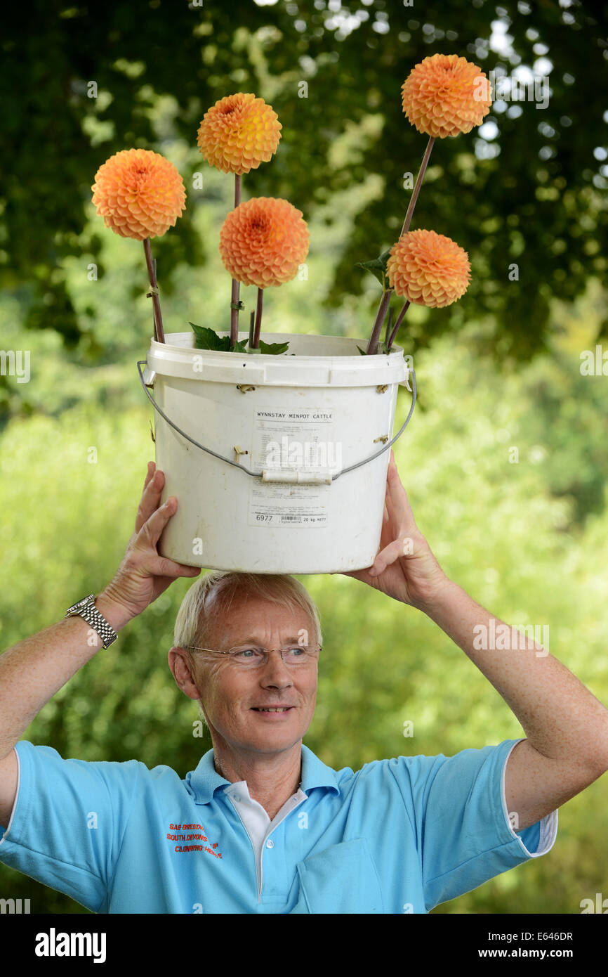 Gärtner Richard Hartshorn beladen mit Dahlia Blumen Shrewsbury Flower Show 2014 Stockfoto