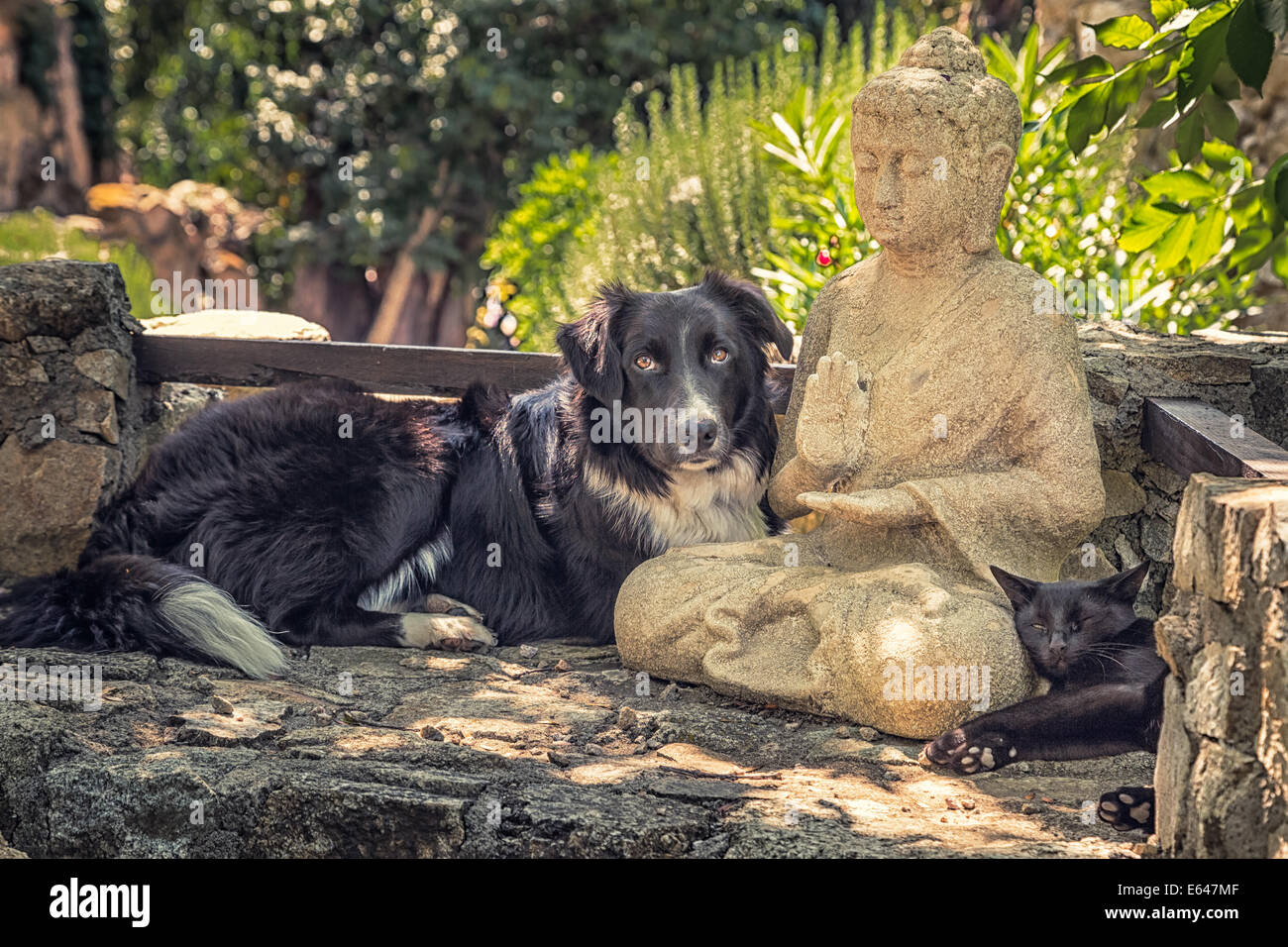 Ein Border-Collie Hund, eine schwarze Katze-Pause auf eine Buddha-Statue in ein schattigen Plätzchen auf einigen Steinstufen Stockfoto