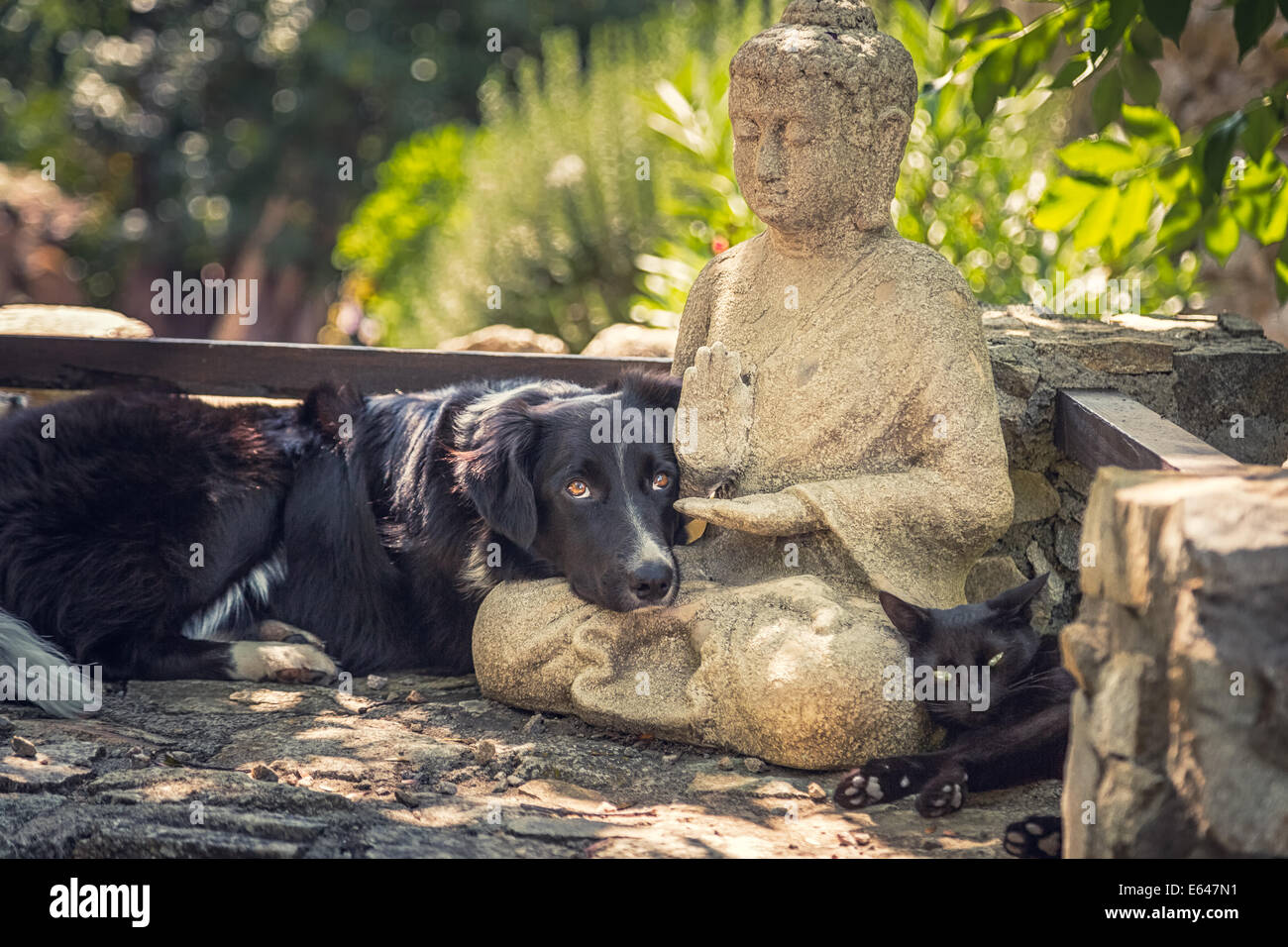 Ein Border-Collie Hund, eine schwarze Katze-Pause auf eine Buddha-Statue in ein schattigen Plätzchen auf einigen Steinstufen Stockfoto