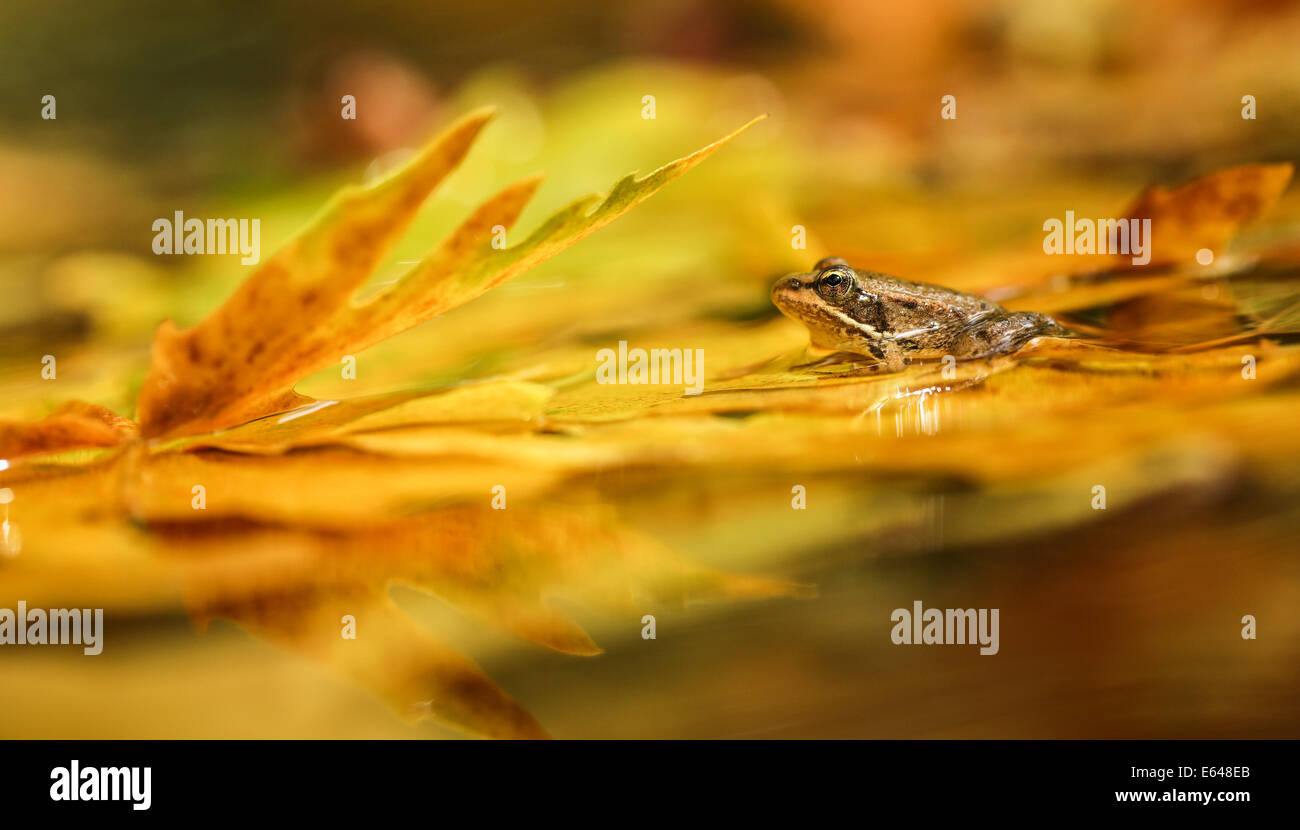 Seefrosch (außer Ridibundus in der Vergangenheit war auch bekannt als Rana Ridibunda) dieser Frosch ist die größte in Europa. Es kann LS Stockfoto