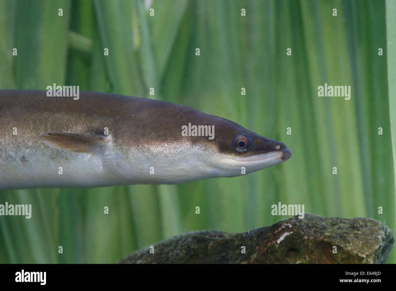 Europäischer Aal, Anguilla Anguilla, einzigen Schuss in den Kopf des Fisches im Schilf. Warwickshire, August 2014 Stockfoto