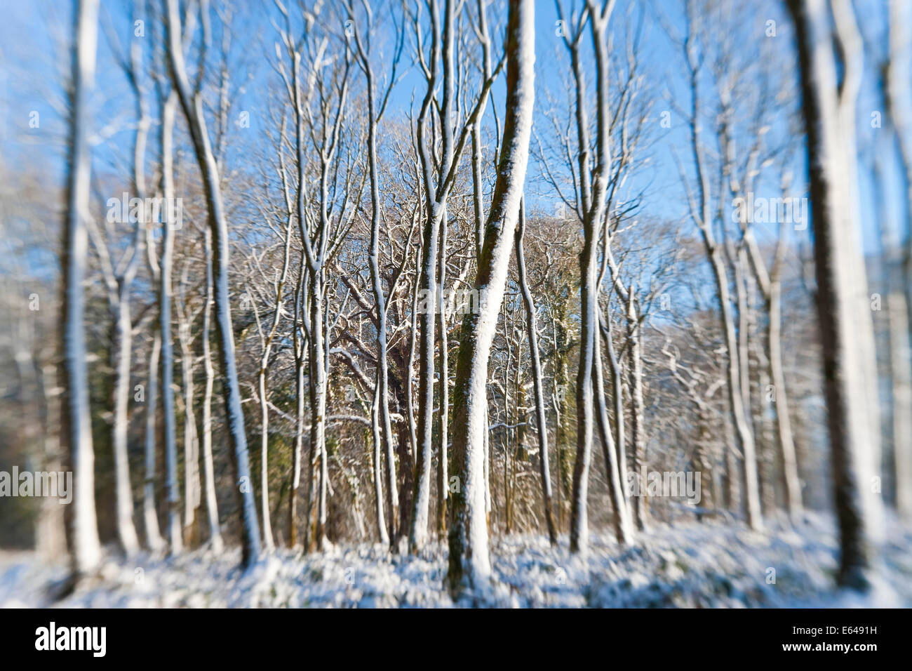 Schneebedeckte Bäume, nr Chipping Sodbury, South Gloucestershire, UK Stockfoto