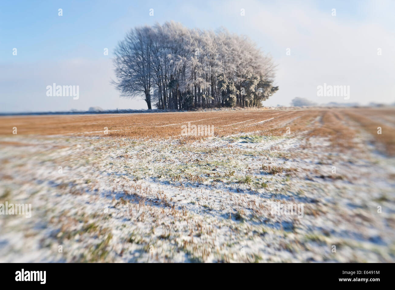 Wäldchen der Bäume im Schnee und Frost, Gloucestershire, UK Stockfoto