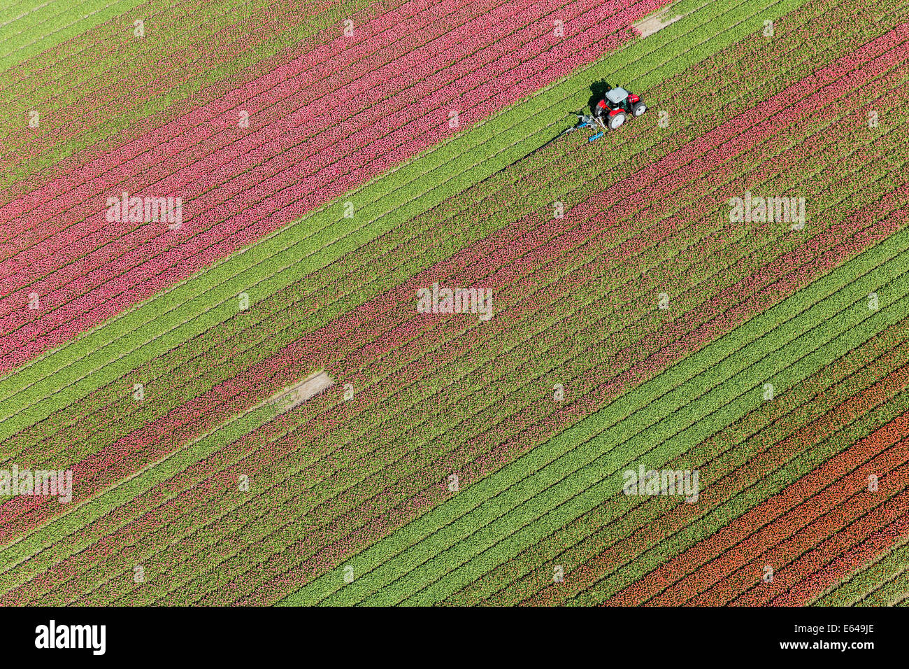 Traktor in Tulpenfelder, Nordholland, Niederlande Stockfoto