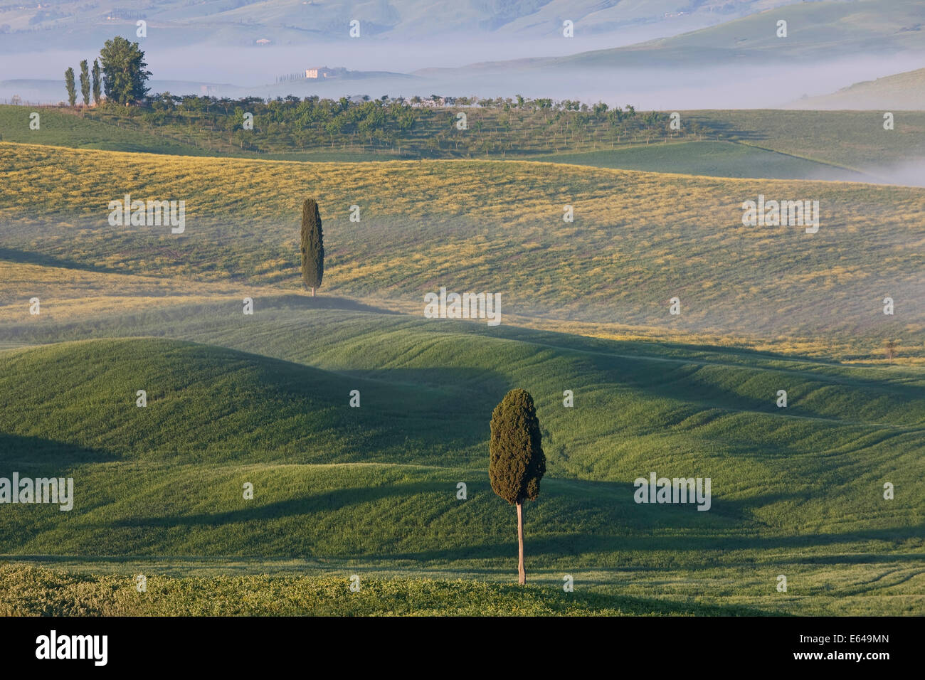 Bäume und Feld, San Quirico d ' Orcia, Val d ' Orcia, Toskana, Italien Stockfoto
