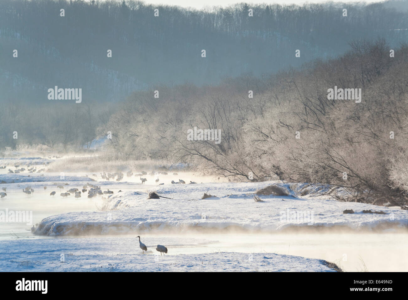 Rot gekrönte Kräne in Frozen River Dawn Hokkaido Japan Stockfoto