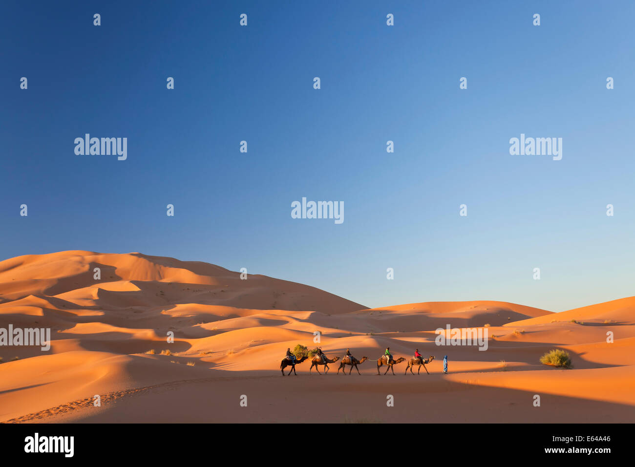 Tuareg Mann führenden Kamel Zug, Erg Chebbi Wüste Sahara, Marokko Stockfoto
