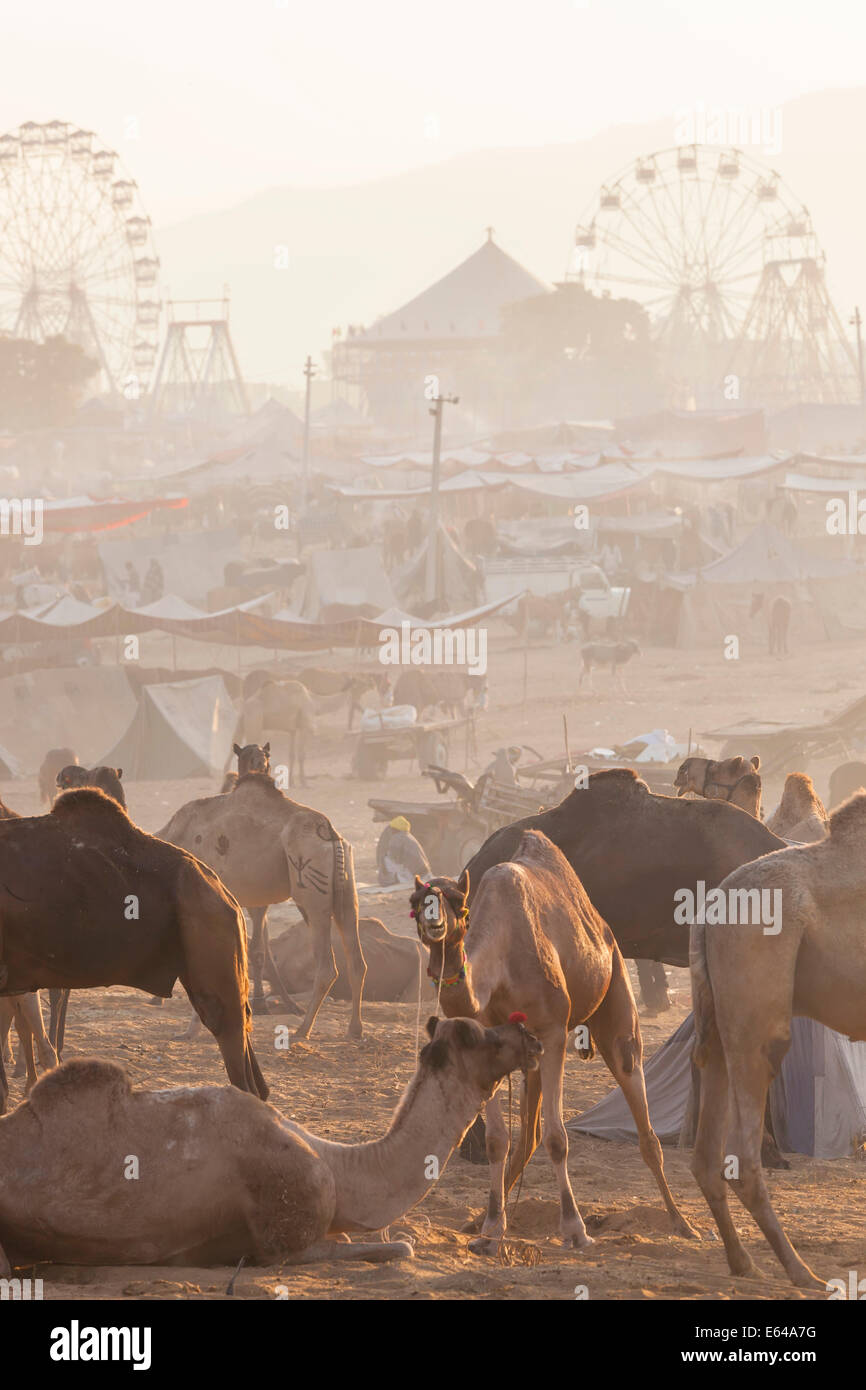 Inderin, Pushkar Camel fair, Pushkar, Rajasthan Zustand, Indien Stockfoto