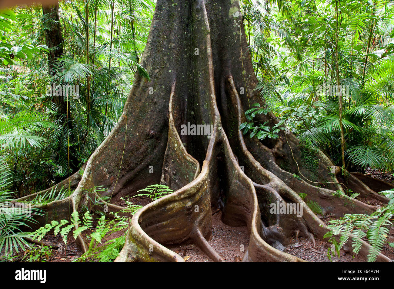 Wurzeln eines Baumes Regenwald zu stützen. Daintree Nationalpark, Queensland, Australien Stockfoto