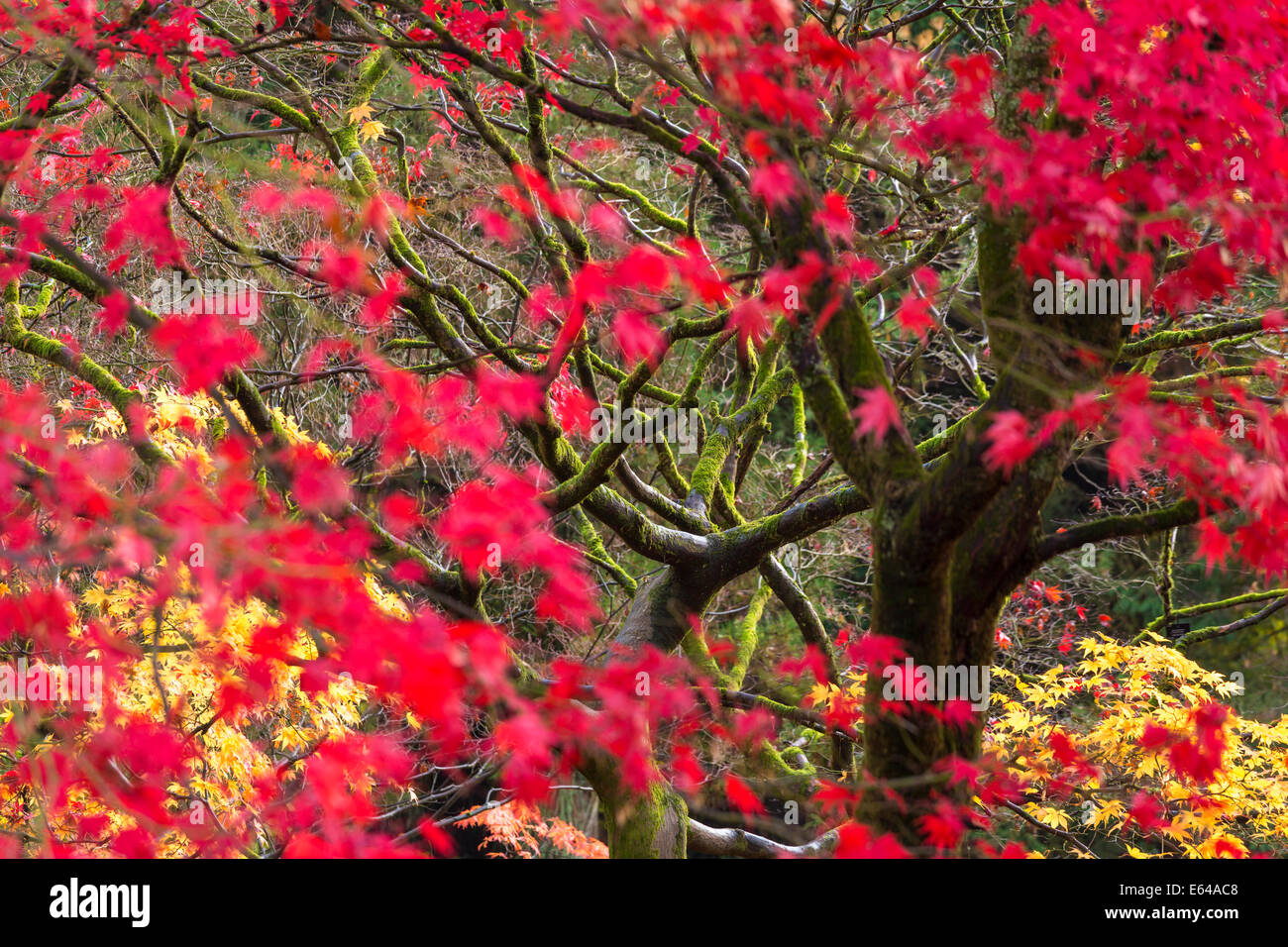 Herbstfärbung, Westonbirt, Gloucestershire, UK Stockfoto
