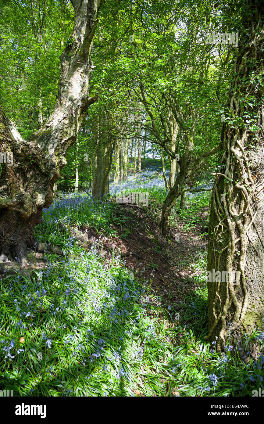 Gemeine Bluebell Bluebells Hyacinthoides non-scripta Fußweg Englisch Holz, Stoke on Trent, Staffordshire, England, UK Stockfoto