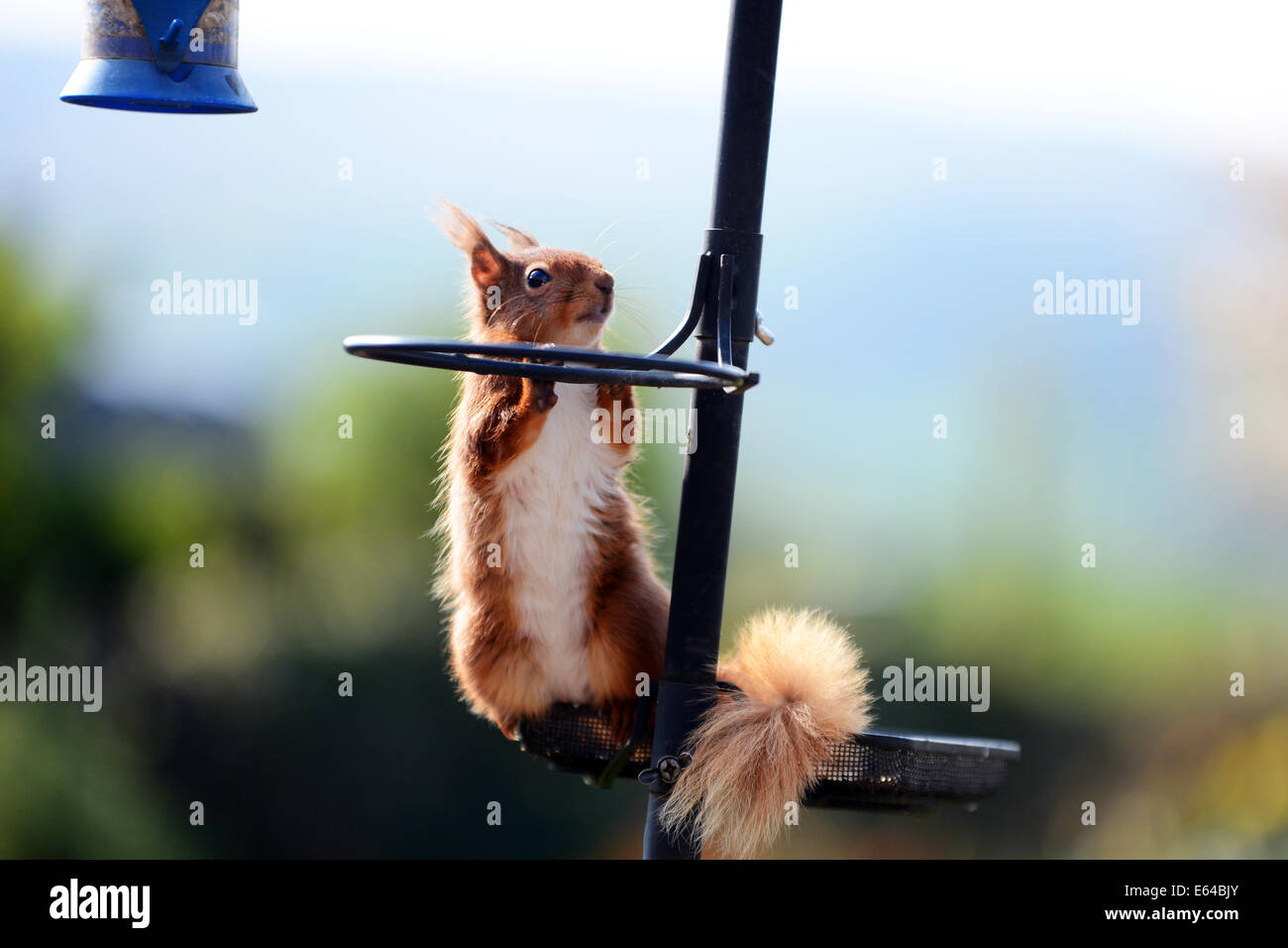 Eine wilde Eichhörnchen besucht ein Hausgarten in Cumbria aus der Vogel-Nüssen füttern. Stockfoto