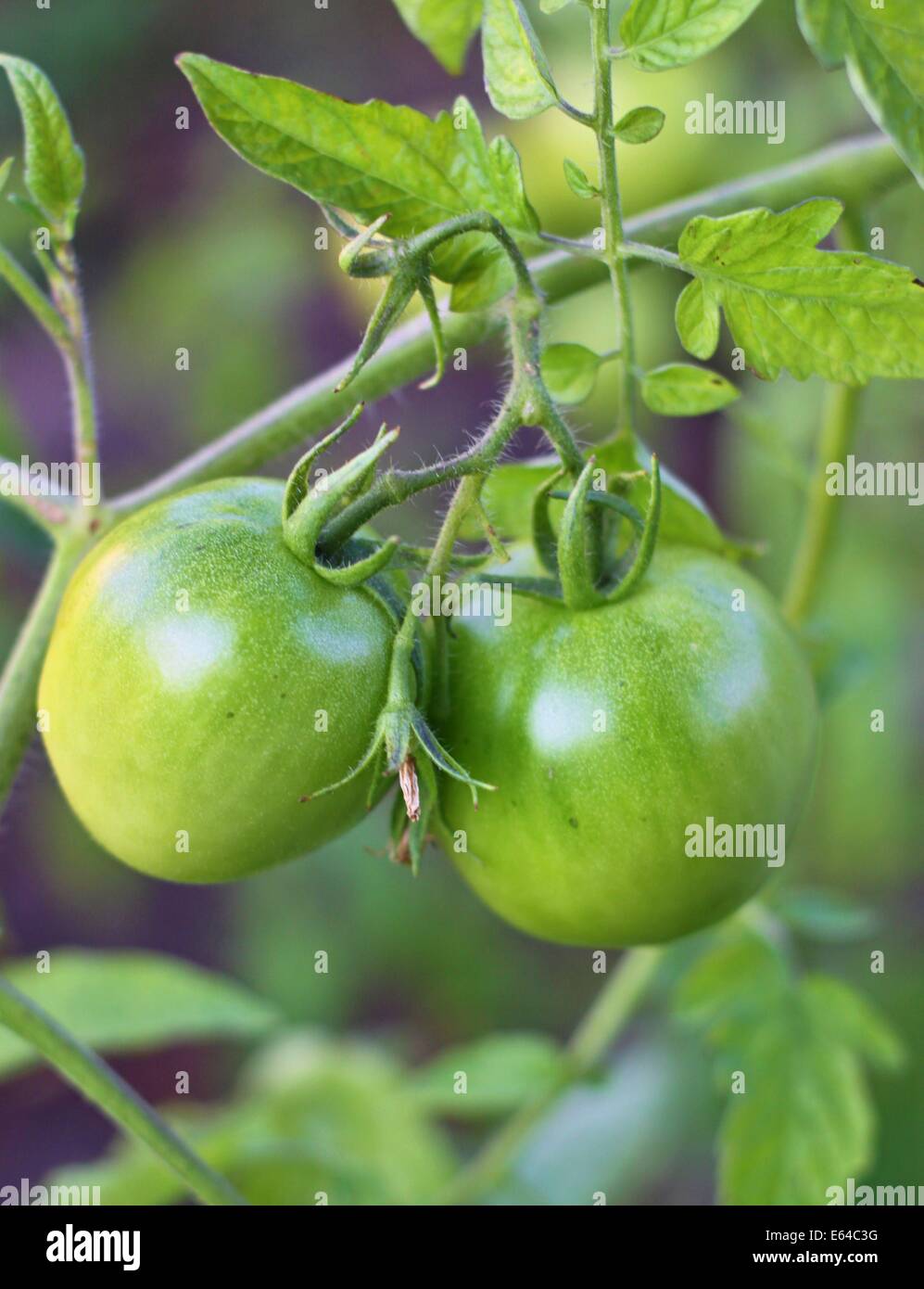 Bauernhof Tastygreen Tomaten auf den Büschen Stockfoto