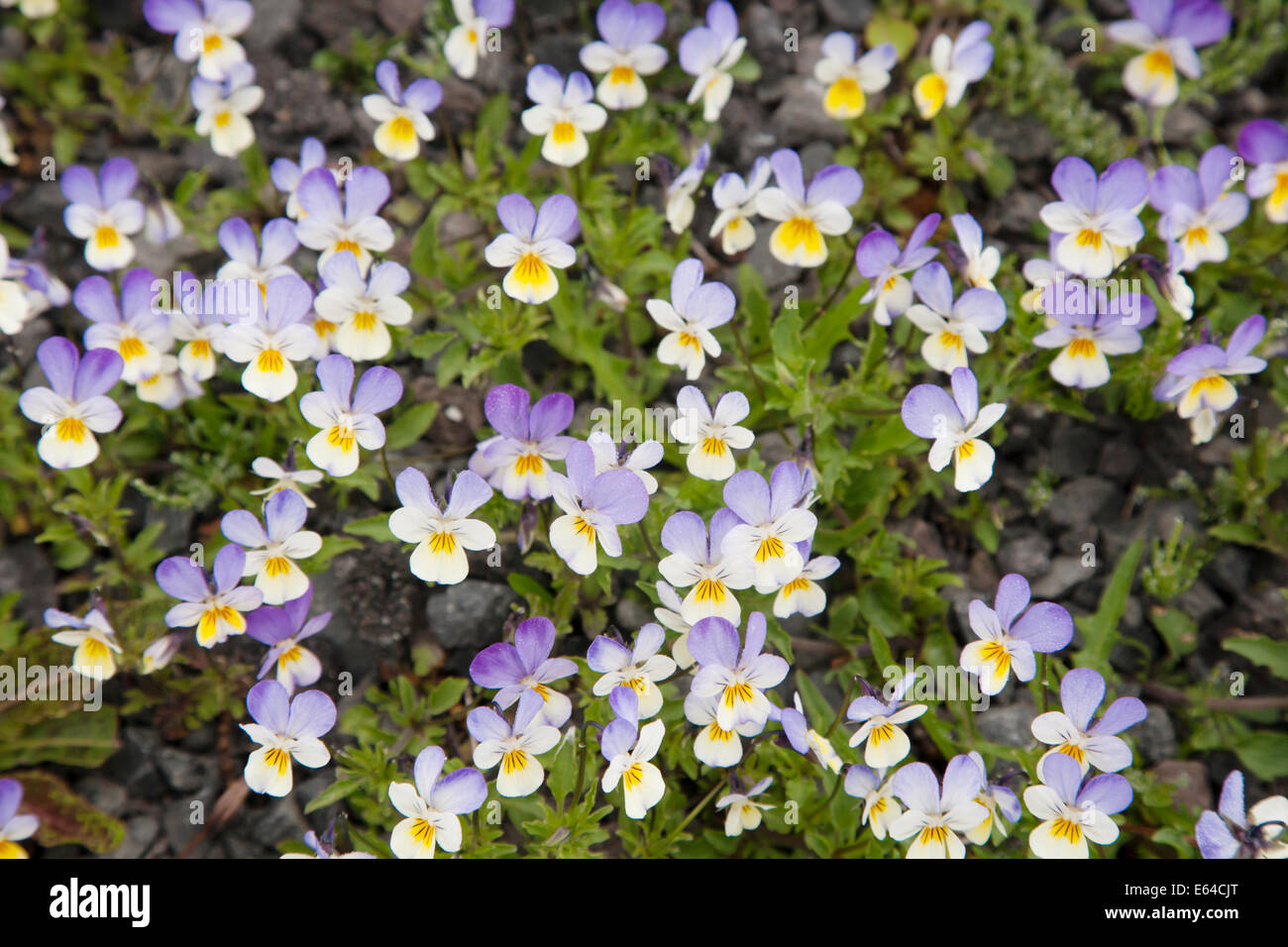 Wilde Stiefmütterchen Viola Tricolor Island PL002234 Stockfoto