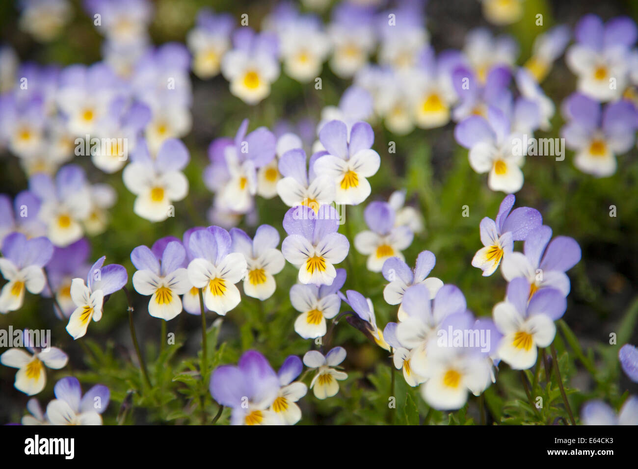 Wilde Stiefmütterchen Viola Tricolor Island PL002235 Stockfoto