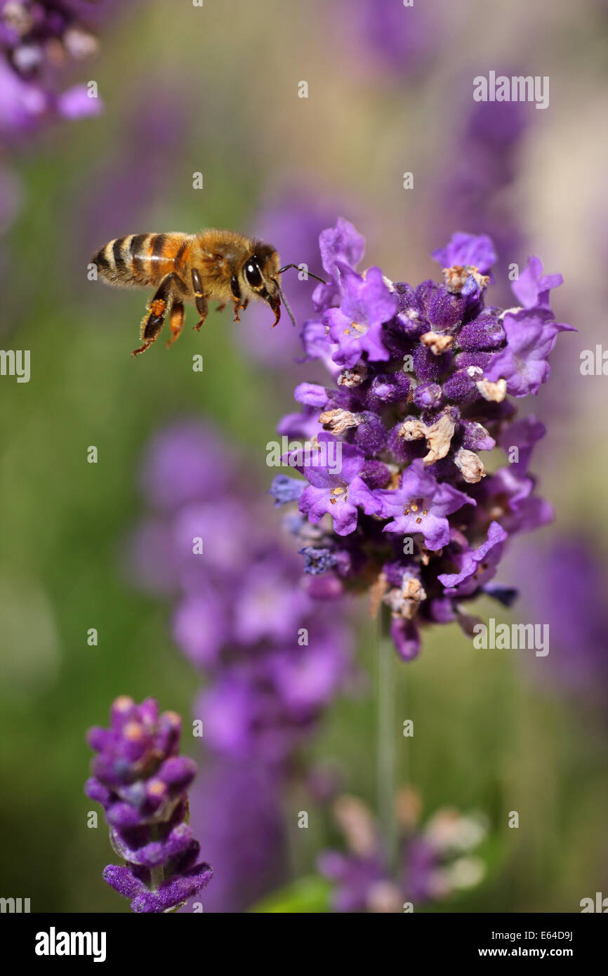 Honigbiene Mitte Flug, zum Sammeln von Pollen und Nektar aus Lavendel bereit. etwas abwesend für Bienen Auge. Stockfoto