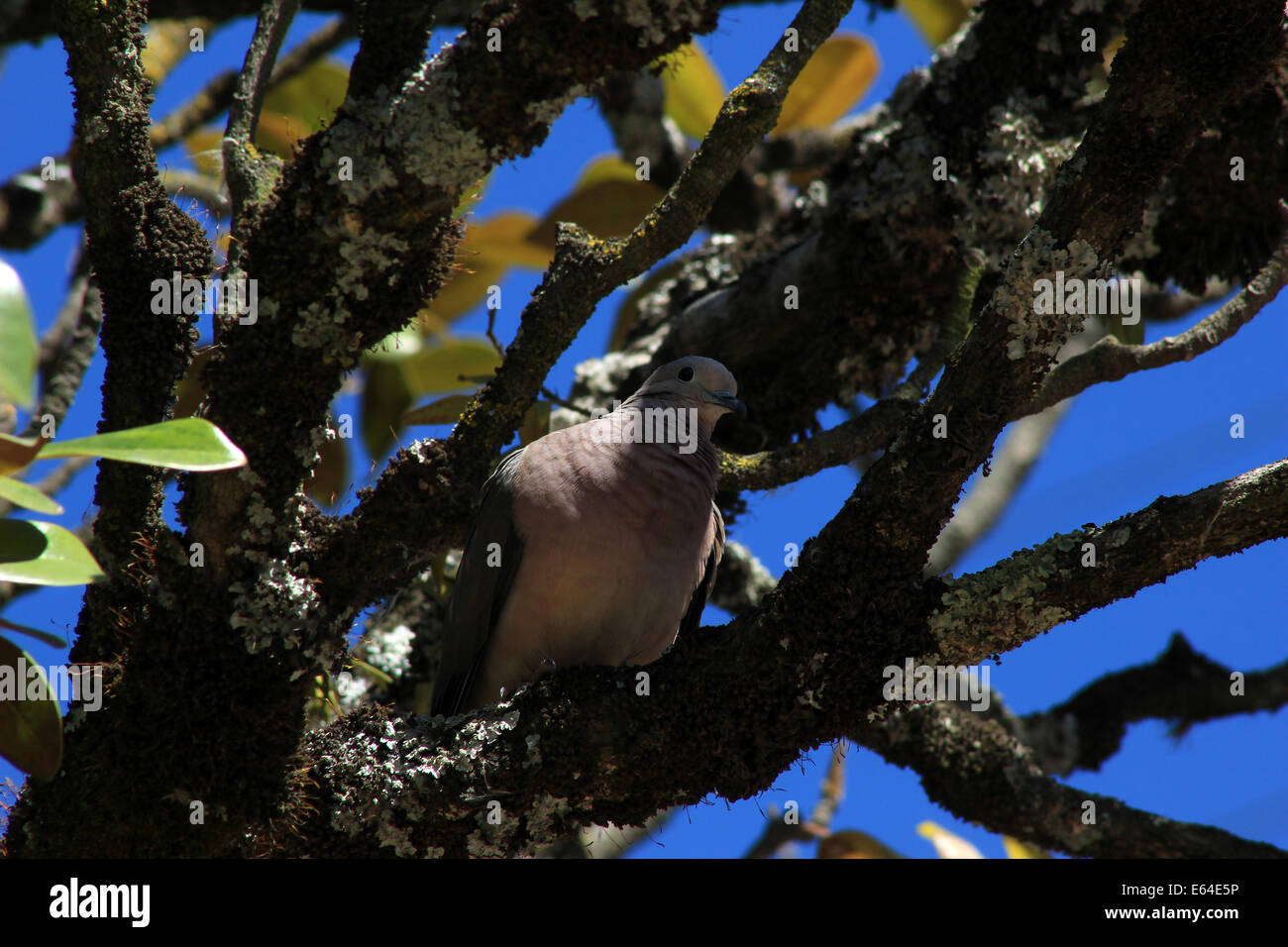 Eine Taube thront auf dem Ast eines Baumes in Cotacachi, Ecuador Stockfoto Eine Taube thront auf dem Ast eines Baumes in Cotacachi, Ecuador Stockfoto