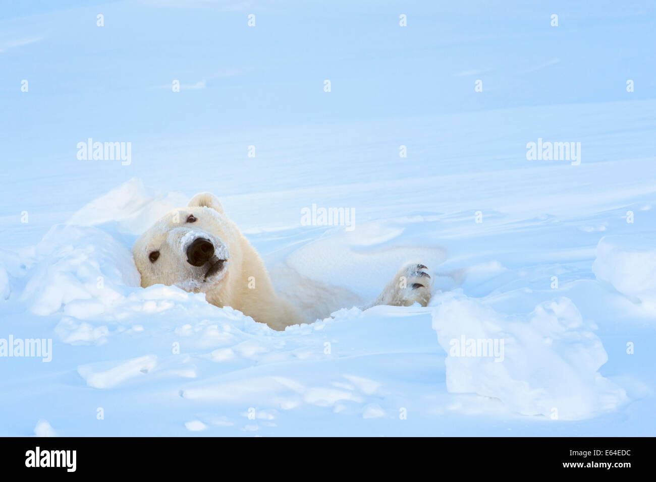 Eisbär (Ursus Maritimus) Blick aus ihrer Höhle im Wapusk National Park, Kanada. Stockfoto