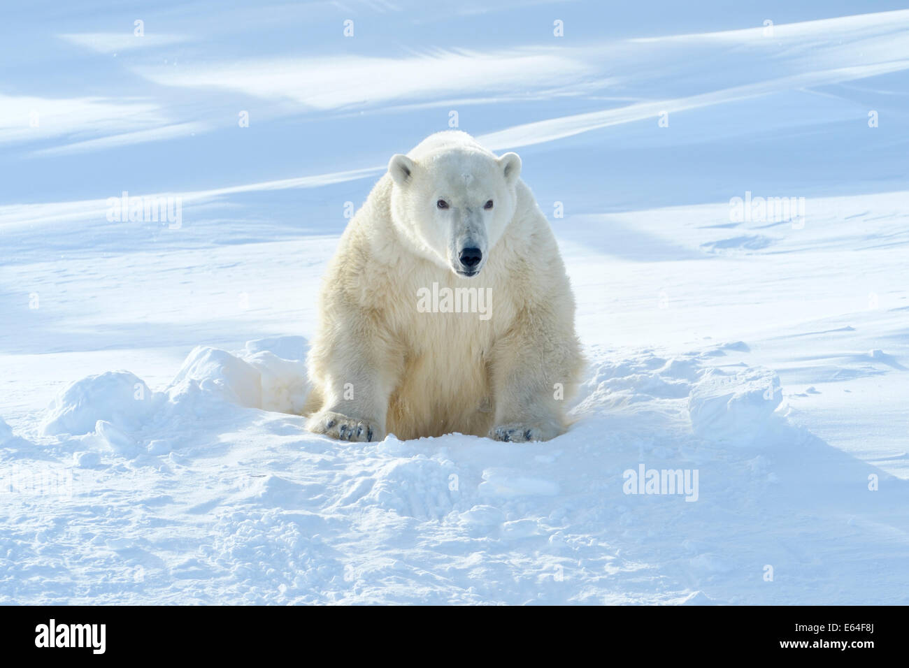 Eisbär (Ursus Maritimus) aus frisch geöffneten Höhle, Wapusk-Nationalpark, Kanada. Stockfoto