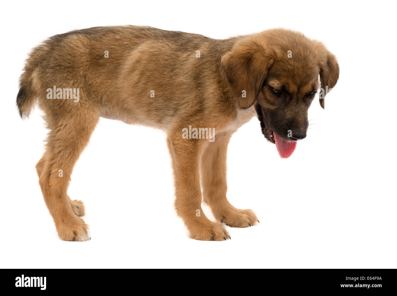 Dies ist eine echte streunenden Welpen, zu schwach war, wenige Tage vor dieser Aufnahme zu stehen, sie hat jetzt ein liebevolles Pflege zuhause Stockfoto