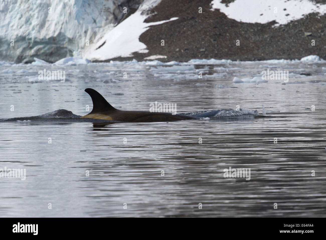 weibliche Killerwal, die entlang der antarktischen Küste schwimmt Stockfoto