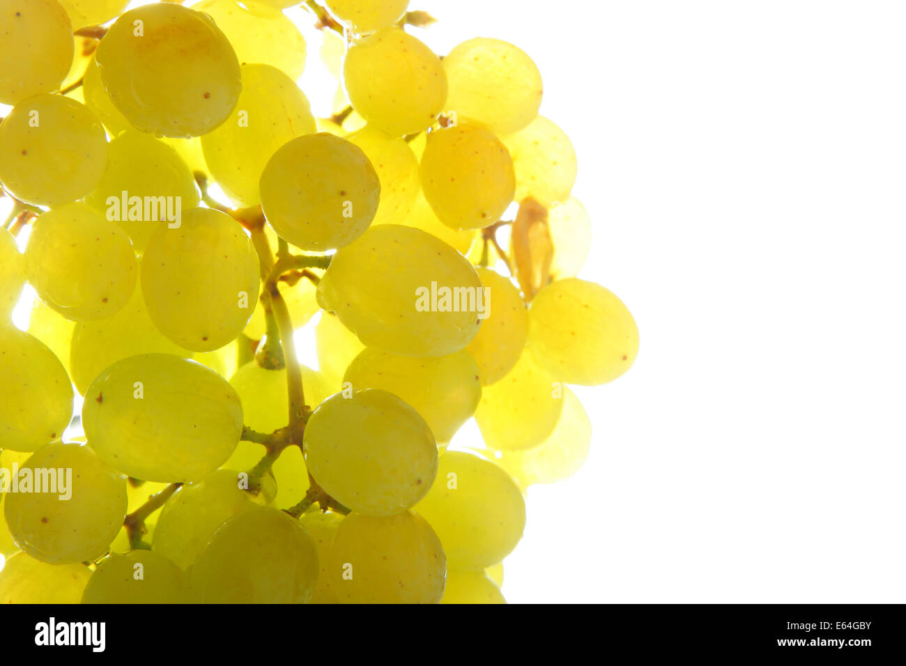 Reihe von Trauben Nahaufnahme isoliert auf weißem Hintergrund Stockfoto