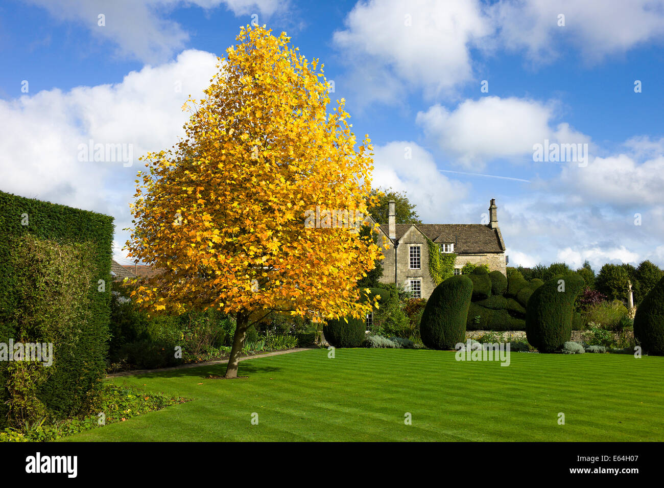 Junge Tulpenbaum im Herbst Stockfoto