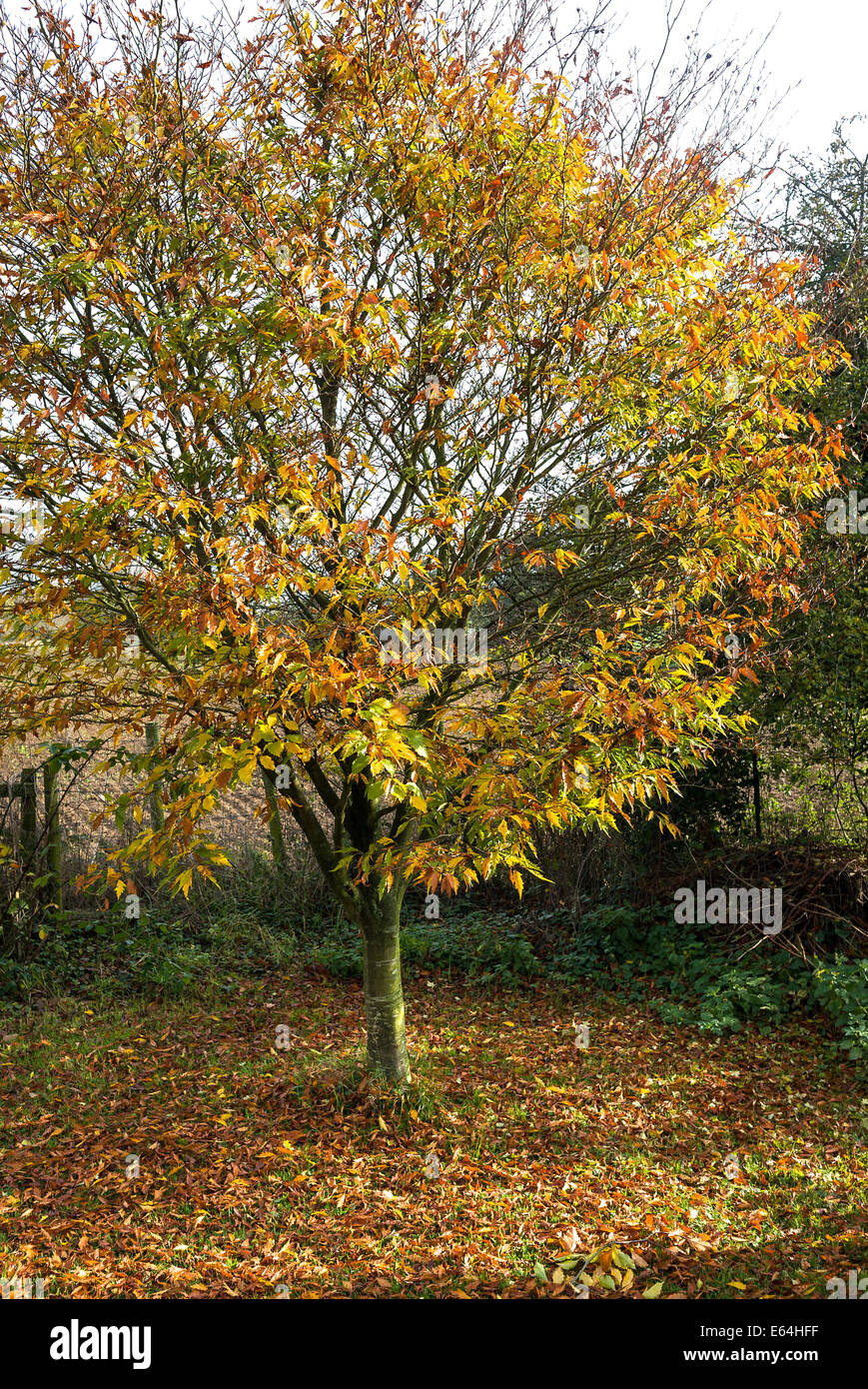 Kleinen Fagus Asplenifolia Baum im Herbst Stockfoto