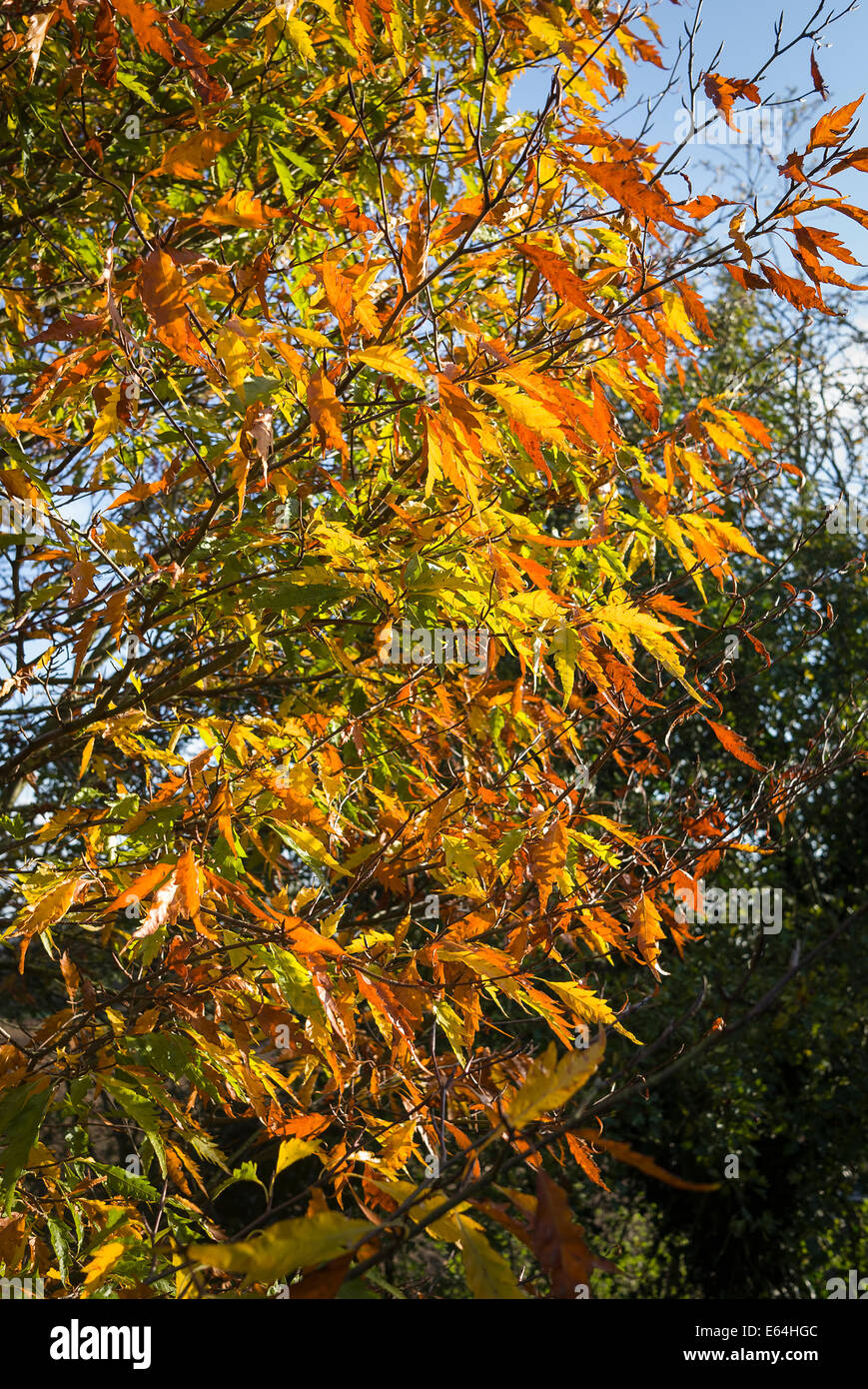 Herbstlaub auf einem Farn-leaved Buche Stockfoto