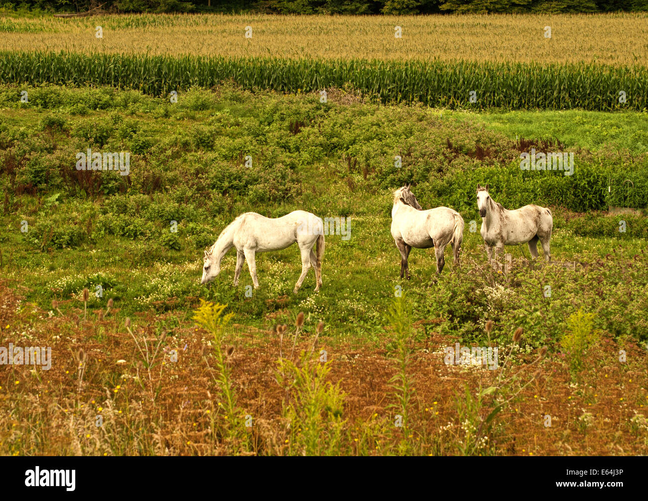 drei weiße Pferde weiden in einem Feld Stockfoto